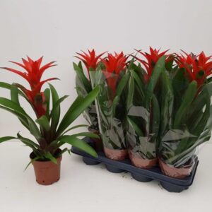 Guzmanie "Amoretto" Blanco Hoes 55cm - Ø13cm - ↕55cm