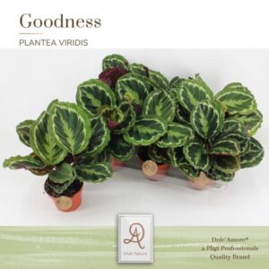 Calathea Medaillon P14 Dolc'Amore® Etiket - Ø14cm - ↕28cm