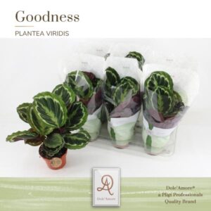 Calathea Medaillon P14 Dolc'Amore® Goodness - Ø14cm - ↕28cm