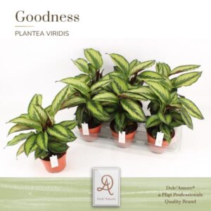 Calathea Beauty Star P14 Dolc'Amore® Etiket - Ø14cm - ↕30cm