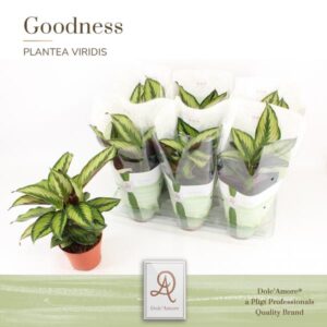 Calathea Beauty Star P14 Dolc'Amore® Goodness - Ø14cm - ↕30cm