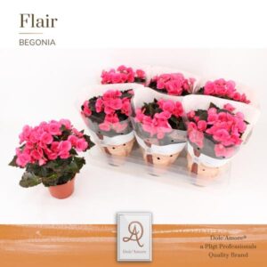 Begonia Adonia P14 Dolc'Amore® Flair - Ø14cm - ↕31cm