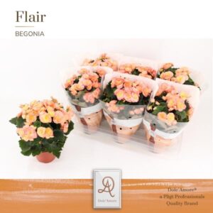 Begonia Hailey Sunset P14 Dolc'Amore® Flair - Ø14cm - ↕31cm
