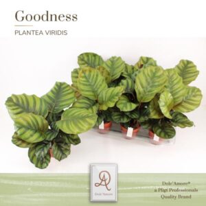 Calathea Fasciata P14 Dolc'Amore® Etiket - Ø14cm - ↕32cm