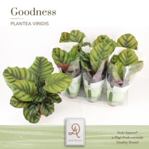 Calathea Fasciata P14 Dolc'Amore® Goodness - Ø14cm - ↕32cm