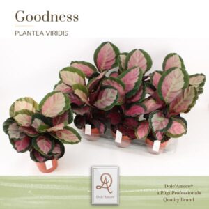 Calathea Rosy Rosea Picta P14 Dolc'Amore® Etiket - Ø14cm - ↕32cm