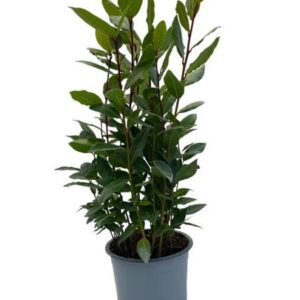 Laurus Nobilis - Ø14cm - ↕35cm