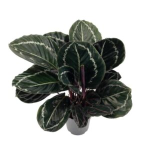 Calathea Roseopicta (Dark) - Ø14cm - ↕45cm