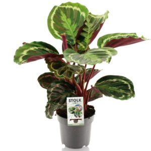 Calathea Medallion - Ø14cm - ↕50cm
