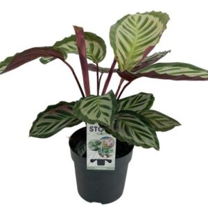 Calathea Peacock - Ø14cm - ↕50cm