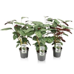 Ctenanthe Exotica - 3 stuks - Ø14cm - ↕50cm