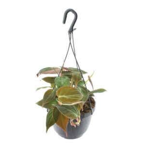 Philodendron Scandens 'Micans' Hangpot - Ø15cm - ↕40cm