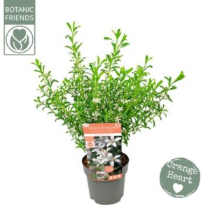 Eriostemon Myoporoides 'Flower Girl White' - Ø17cm - ↕50cm
