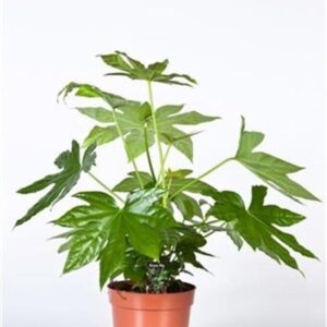 Fatsia Japonica - Ø17cm - ↕50cm