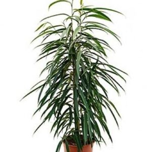 Ficus Binnendijkii 'Alii' - Ø17cm - ↕50cm