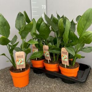Strelitzia Reginae P17 - Ø17cm - ↕50cm