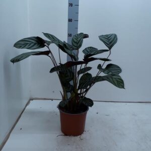 Ctenanthe Setosa Compactstar - Ø17cm - ↕55cm