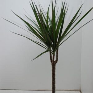 Dracaena Marginata - Ø17cm - ↕60cm