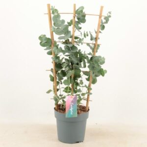 Eucalyptus Cinerea Silver Dollar 17cm Rek - Ø17cm - ↕60cm
