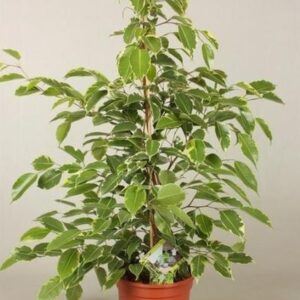 Ficus Goldenking - Ø17cm - ↕60cm