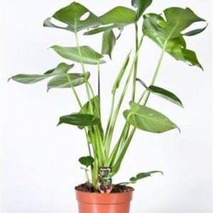 Monstera - Ø17cm - ↕60cm