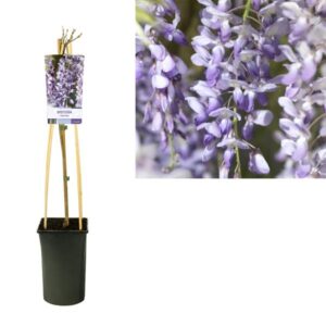 Wisteria Sinensis - Ø17cm - ↕75cm