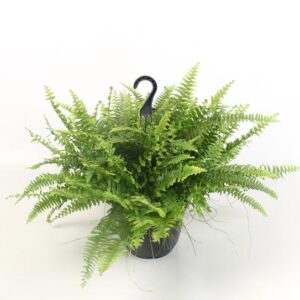 Nephrolepis Boston Green Moment Hang - Ø19cm - ↕60cm