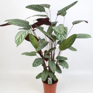 Ctenanthe Oppenheimiana - Ø21cm - ↕100cm