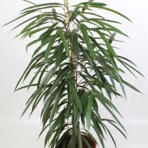 Ficus Binnendijkii Alii 21 Cm - Ø21cm - ↕100cm