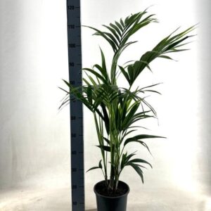 KENTIA - P21 H110 - 5PP - EcoLine (Howea Forsteriana - Ø21cm - ↕110cm