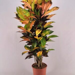 Croton Iceton Vertakt - Ø21cm - ↕120cm