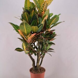 Croton Petra Vertakt - Ø26cm - ↕120cm