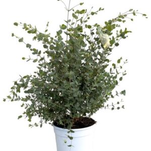 Eucalyptus Gunnii - Ø21cm - ↕60cm