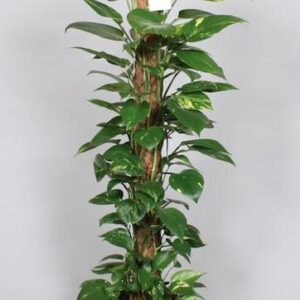 Epipremnum Pinnatum Mosstok 120cm Scindapsus - Ø24cm - ↕120cm