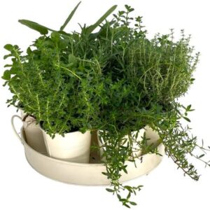 Kruiden Mix Op Zink Dienblad (7 Planten) - Ø25cm - ↕20cm