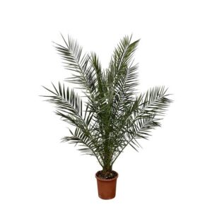 Phoenix Canariensis - 170 cm - Ø24cm