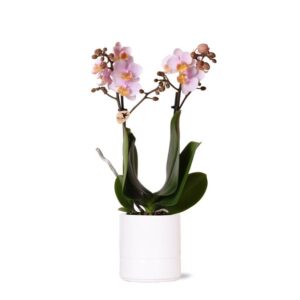 Kolibri Orchids | Roze phalaenopsis orchidee - Andorra + Pastel pot white - potmaat Ø9cm | bloeiende kamerplant - vers van de kweker