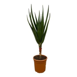 Aloe Barberae - 100 cm - Ø24cm