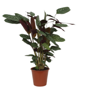 Calathea Compactstar - 80 cm - Ø19cm