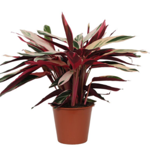 Calathea Triostar (Stromanthe) - 70 cm - Ø19cm