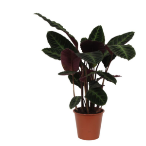 Calathea Warscewiczii - 90 cm - Ø24