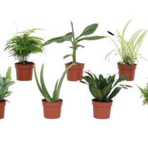 Groen Mix - 7 stuks - Ø9cm - ↕23cm