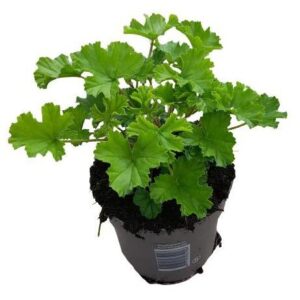 Pelargonium 'Nova' Anti-Mosquito - Ø10,5cm - ↕20cm