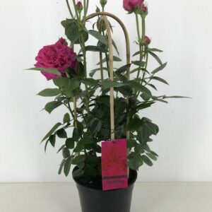 Rosa Sparkling Select P22 - Ø22cm - ↕70cm