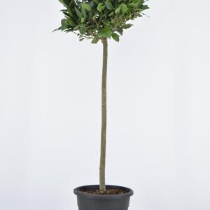 Laurus Nobilis Bol Op Stam - Ø25cm - ↕120cm
