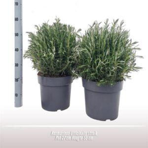 Rosmarinus Officinalis Struik - Ø27cm - ↕55cm