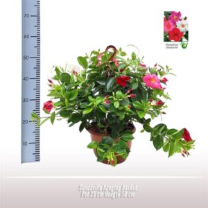 Sundaville Hanging Basket Tricolor - Ø25cm - ↕50cm
