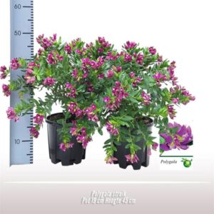 Polygala Struik - Ø19cm - ↕45cm