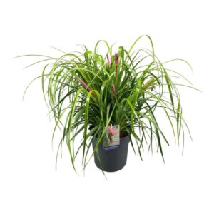 Billbergia Nutans Tears Of Joy - Ø24cm - ↕70cm