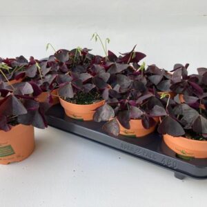 Oxalis Triangularis Look And Taste - Ø12cm - ↕20cm